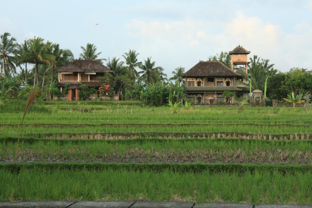 Rice Field Bali