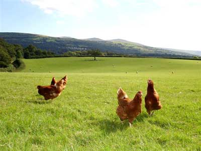 New Study proves Free Range Chicken Eggs are Better