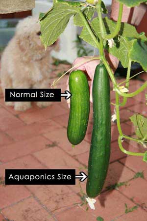 How does Aquaponics compare with Soil Gardening?
