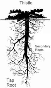 taproot perspective permaculture weeds ecofilms soil compacted