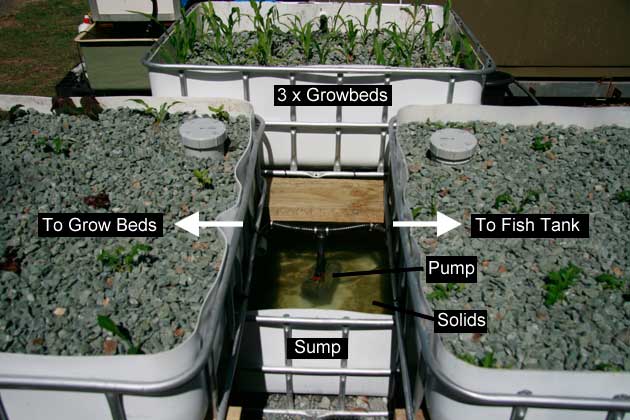 Building an Aquaponics system with IBC’s | Ecofilms