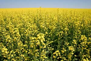 Fish Pellets from Canola?