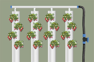 Simple Strawberry Tower Array