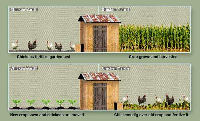 Victory-Chicken-Garden-Crop_Rotation