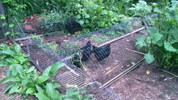 Modular Chicken Tunnels help direct chickens to improve garden beds