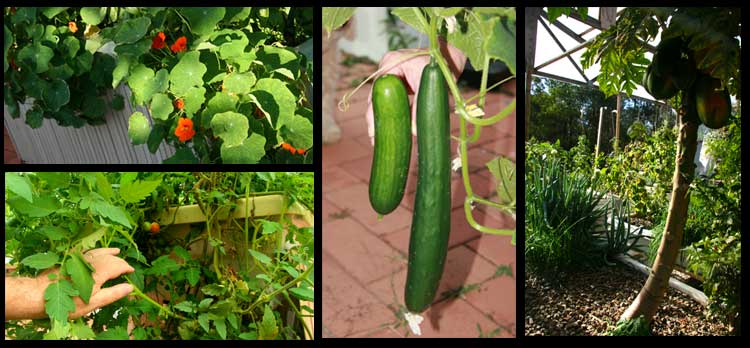 ... . cucumbers, papaya and tomatoes all grow well in aquaponics