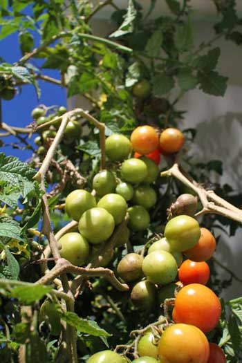 Aquaponics: Root-bound Tomatoes