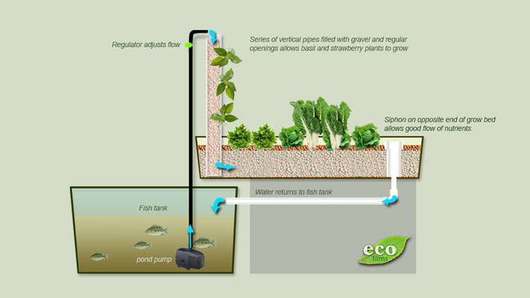 Growing Basil Vertically in Aquaponics | Ecofilms
