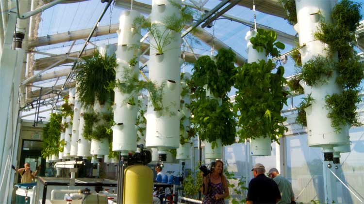 Greenhouse Aquaponics System