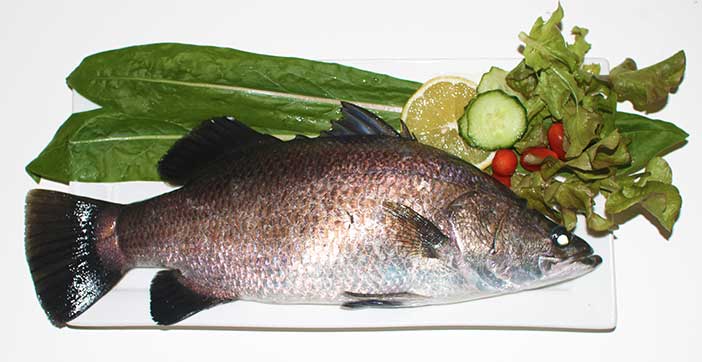 Aquaponically grown Barramundi ready to be barbequed