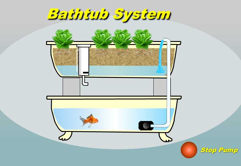 Bathtub Aquaponics