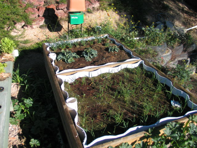 Create a Wicking Bed Garden for Easy Vegetable Growing powered by Fishwater