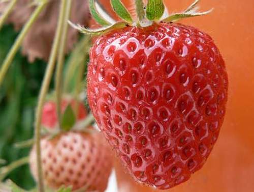 Make Your Very Own Aquaponics Strawberry Tower