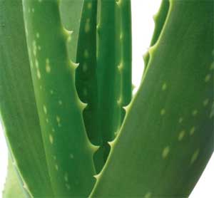 Aloe vera in Aquaponics