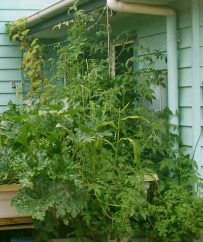 Going Vertical with Aquaponics
