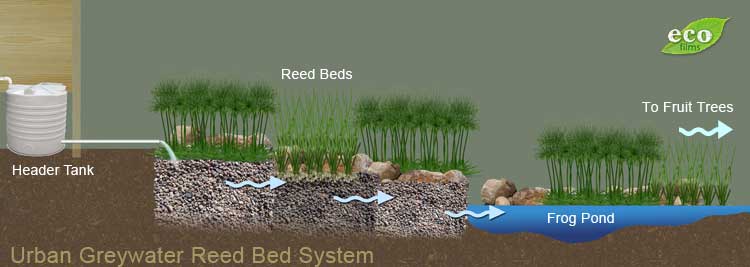 Building An Urban Greywater Reedbed Ecos - Gray Water Filter System Diy