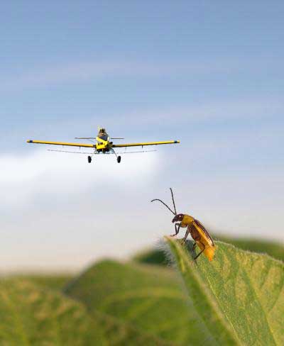 Monsanto versus the Beetle