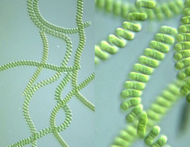 DIY High Protein Fish Food from Algae