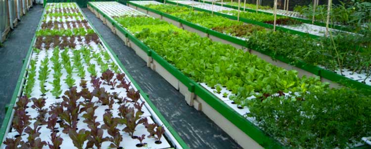 The Cost of Commercial Aquaponics